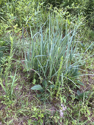 image of Sorghastrum nutans, Yellow Indiangrass, Prairie Indiangrass