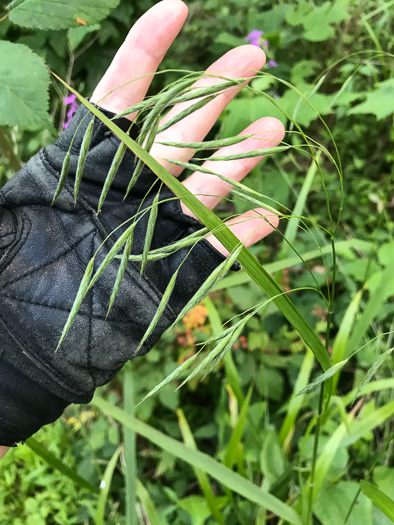 image of Bromus pubescens, Hairy Woodland Brome, Common Eastern Brome, Canada Brome