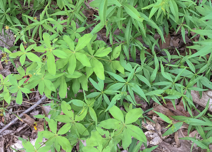 image of Coreopsis major var. major, Whorled Coreopsis, Woodland Coreopsis