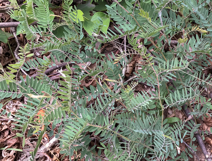 image of Tephrosia virginiana, Virginia Goat's Rue, Devil's Shoestrings