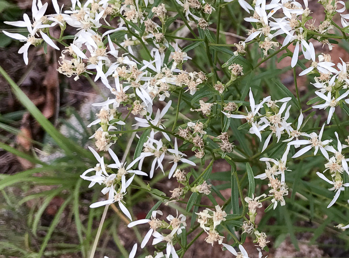 image of Sericocarpus linifolius, Narrowleaf Whitetop Aster, Slender Whitetop Aster