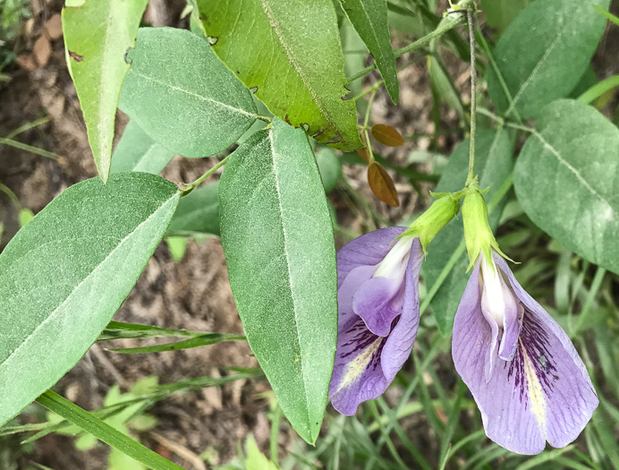 image of Clitoria mariana var. mariana, Butterfly-pea