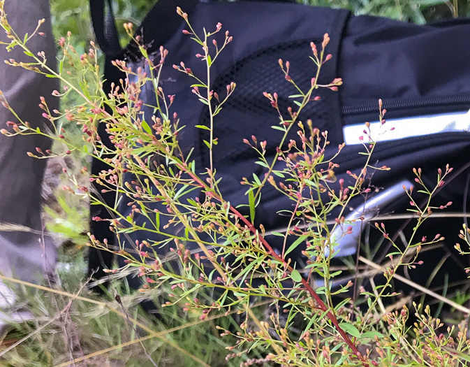 image of Lechea racemulosa, Racemose Pinweed, Appalachian Pinweed, Oblong-fruit Pinweed