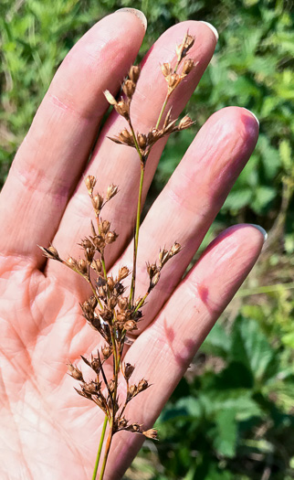 image of Juncus dichotomus, Forked Rush