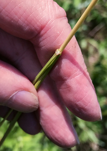 image of Juncus dichotomus, Forked Rush