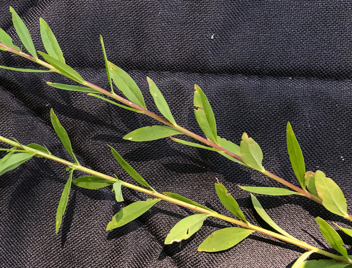 image of Linum striatum, Ridgestem Yellow Flax, Ridged Yellow Flax