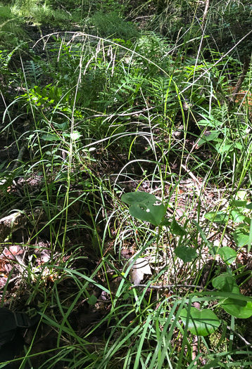 image of Glyceria striata var. striata, Fowl Mannagrass