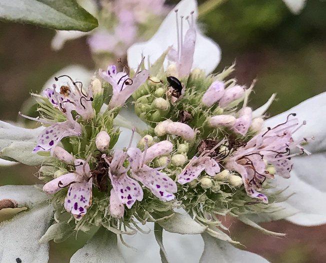 image of Pycnanthemum loomisii, Loomis's Mountain-mint