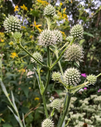 image of Eryngium yuccifolium var. yuccifolium, Northern Rattlesnake-master, Button Snakeroot