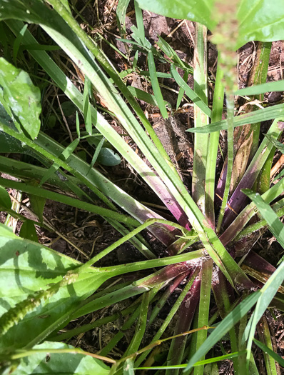 image of Plantago rugelii, American Plantain, Broad-leaved Plantain, Blackseed Plantain, Rugel’s Plantain