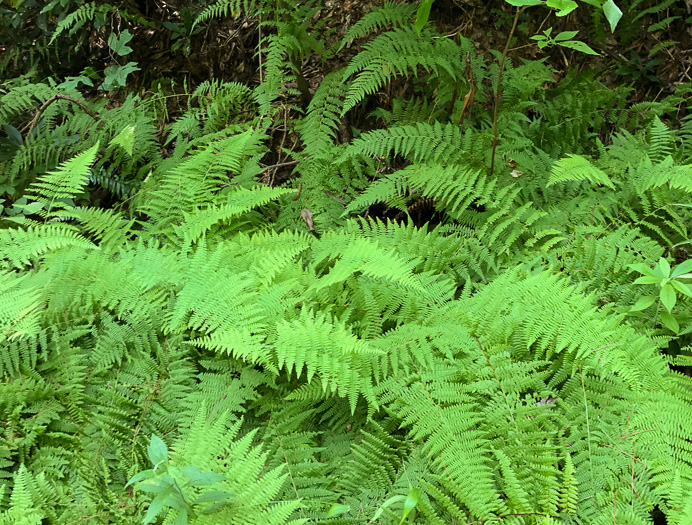 Hay-scented Fern