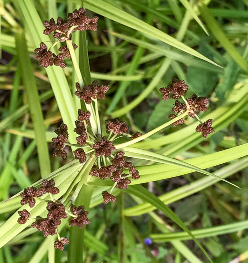 spikelet