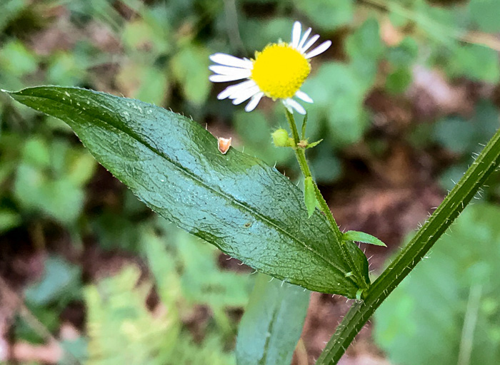 image of Erigeron annuus, Annual Fleabane