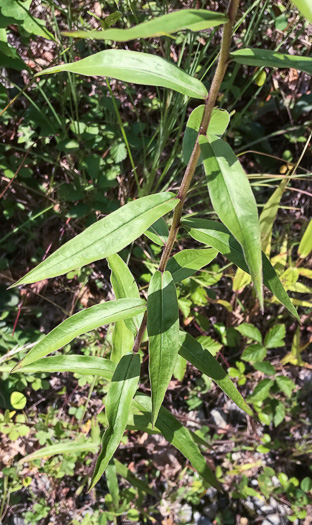 image of Solidago odora, Licorice Goldenrod, Sweet Goldenrod, Anise Goldenrod, Anise-scented Goldenrod