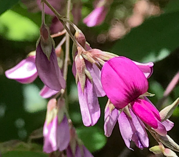 image of Lespedeza bicolor, Bicolor Lespedeza, Bicolor, Shrubby Lespedeza