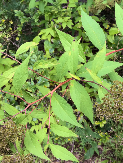 image of Spiraea japonica, Japanese Spiraea