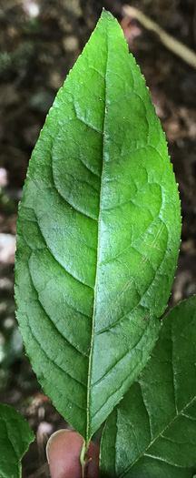 image of Eubotrys recurvus, Mountain Sweetbells, Mountain Fetterbush, Deciduous Fetterbush