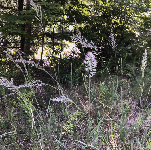 image of Greeneochloa coarctata, Nuttall's Reedgrass