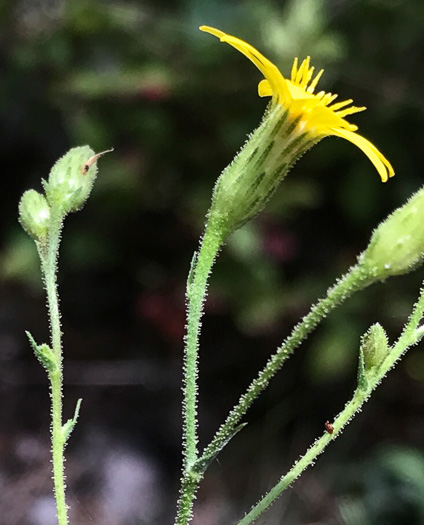 image of Pityopsis aspera var. adenolepis, Carolina Silkgrass, Pineland Silkgrass, Grassleaf Goldenaster