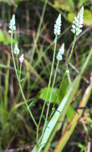 image of Polygala ambigua, Loose Milkwort, Alternate Milkwort, Whorled Milkwort