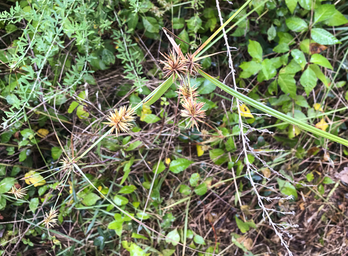 spikelet