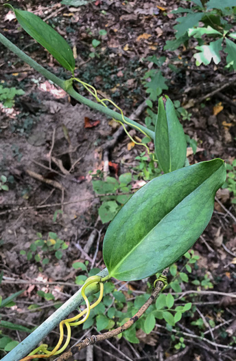 image of Smilax laurifolia, Bamboo-vine, Blaspheme-vine, Wild Bamboo, Laurel-leaf Greenbriar