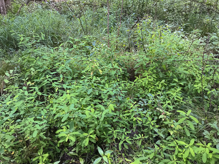 image of Triadenum walteri, Walter’s Marsh St. Johnswort, Greater Marsh St. Johnswort