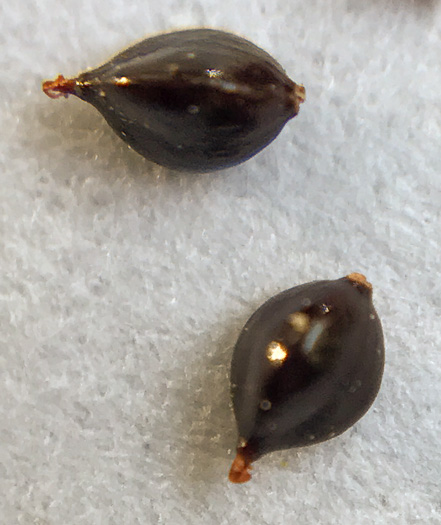 image of Persicaria setacea, Swamp Smartweed, Bog Smartweed