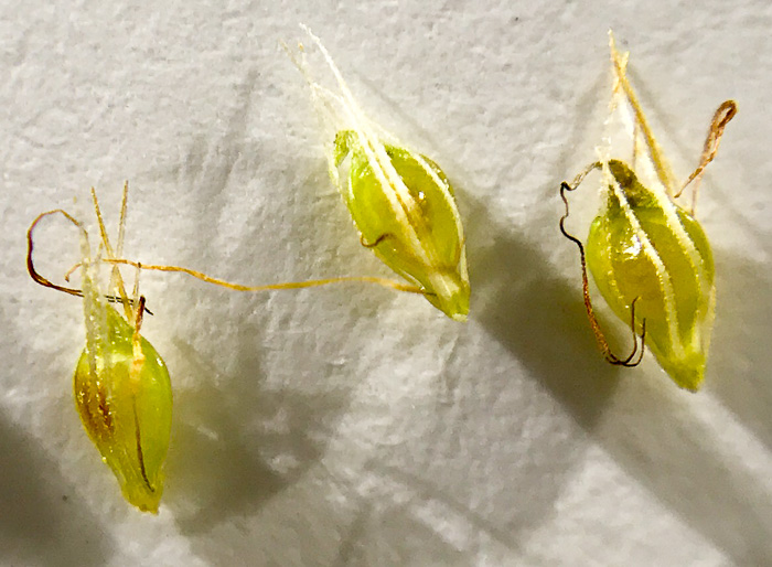 image of Rhynchospora glomerata, Clustered Beaksedge