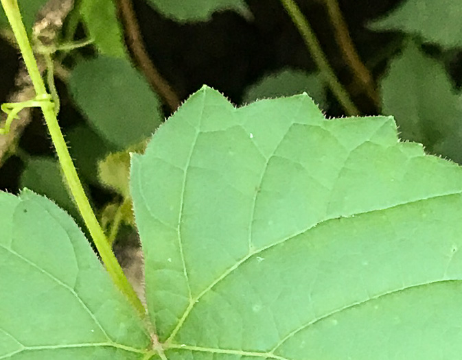 image of Vitis baileyana, Possum Grape