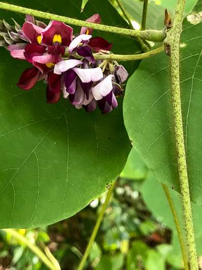 image of Pueraria montana var. lobata, Kudzu, Foot-a-Day