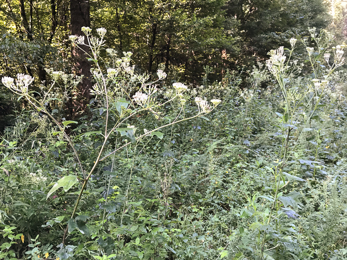 image of Arnoglossum atriplicifolium, Pale Indian-plantain