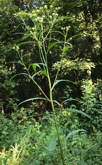 image of Verbesina walteri, Walter's Wingstem, Carolina Crownbeard, Walter's Crownbeard