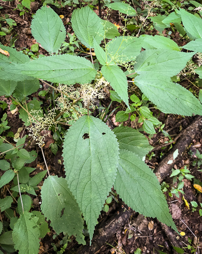 Laportea canadensis, Canada Wood-nettle