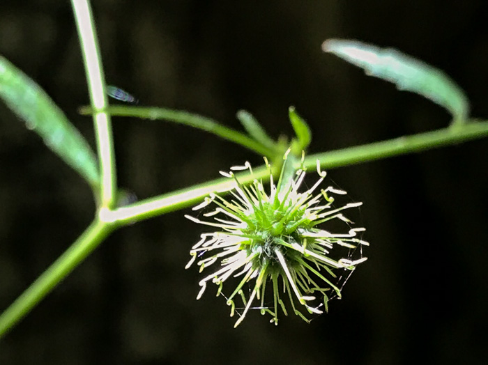 image of Geum canadense, White Avens