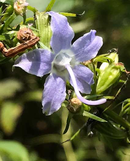 image of Campanulastrum americanum, Tall Bellflower