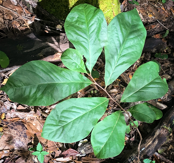 image of Asimina parviflora, Small-flowered Pawpaw, Small-fruited Pawpaw, Dwarf Pawpaw