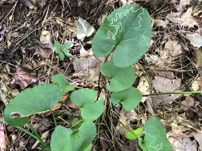 image of Packera aurea, Golden Ragwort, Heartleaf Ragwort, Golden Groundsel