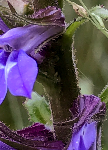 image of Lobelia puberula, Downy Lobelia, Hairy Lobelia