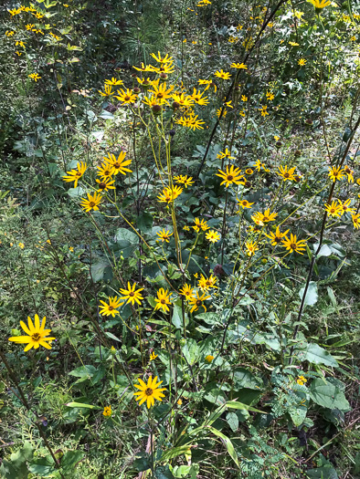 image of Helianthus atrorubens, Purple-disk Sunflower, Hairy Wood Sunflower, Appalachian Sunflower