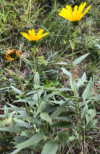 image of Helianthus laetiflorus, Showy Sunflower, cheerful sunflower