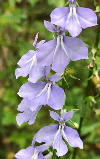 image of Lobelia amoena, Southern Lobelia