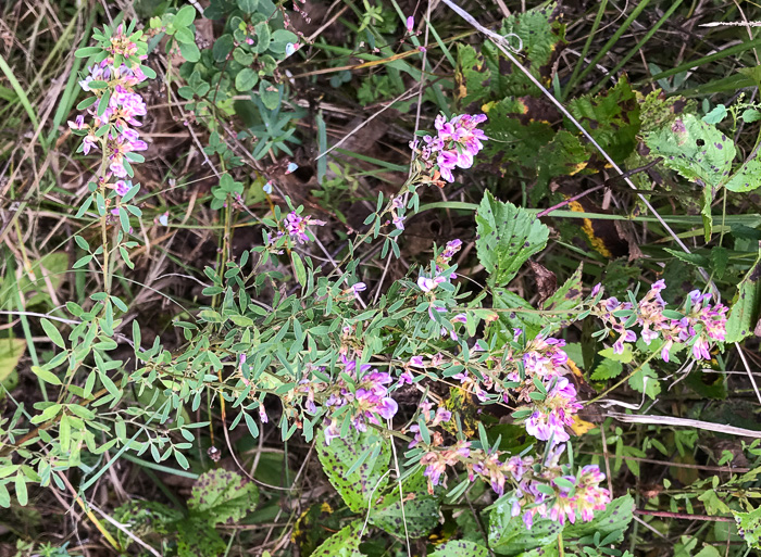 image of Lespedeza virginica, Virginia Lespedeza, Slender Lespedeza, Virginia Bush-clover, Slender Bush-clover