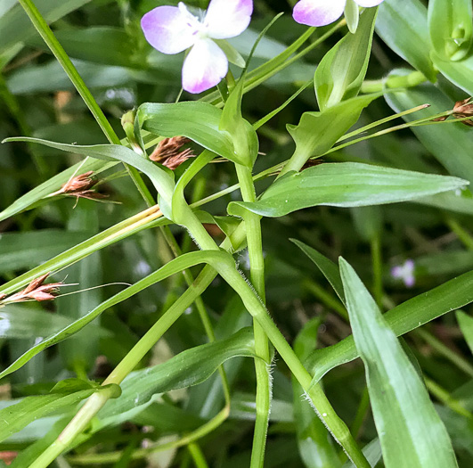 image of Murdannia keisak, Murdannia, Asian Spiderwort, Marsh Dewflower, Wart-removing Herb