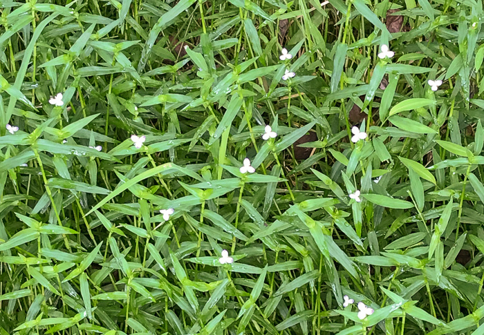 image of Murdannia keisak, Murdannia, Asian Spiderwort, Marsh Dewflower, Wart-removing Herb