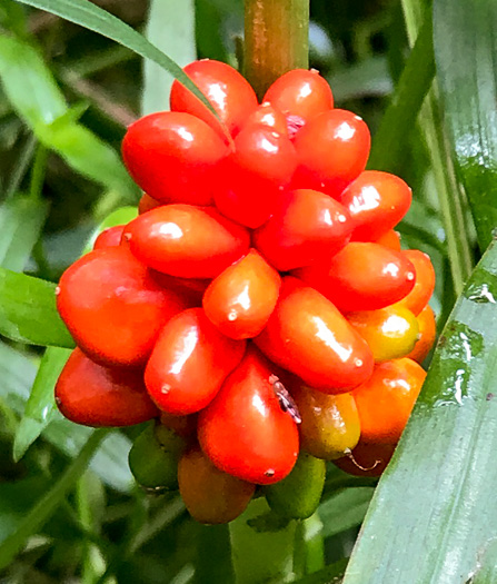 image of Arisaema triphyllum, Common Jack-in-the-Pulpit, Indian Turnip