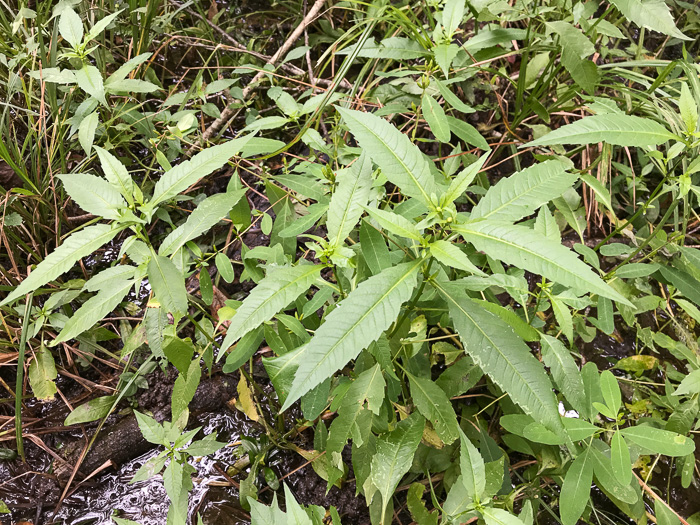 image of Bidens connata, Purplestem Beggarticks