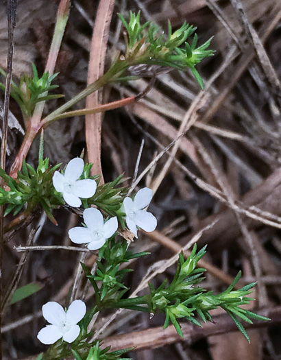 image of Polypremum procumbens, Juniperleaf, Polypremum, Rustweed