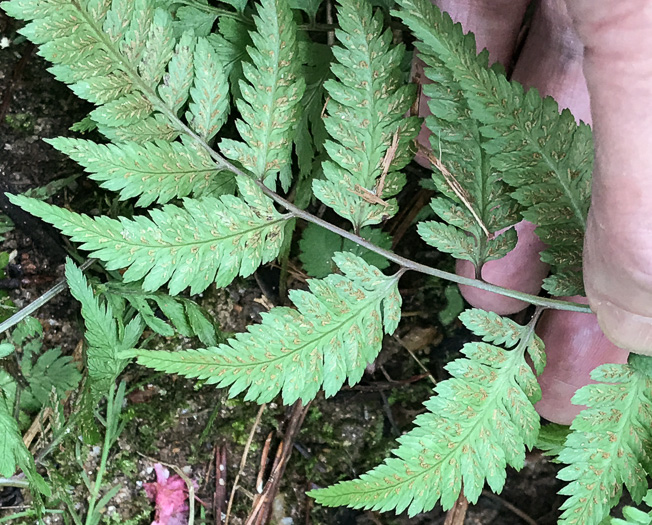 image of Anisocampium niponicum, Japanese Painted Fern