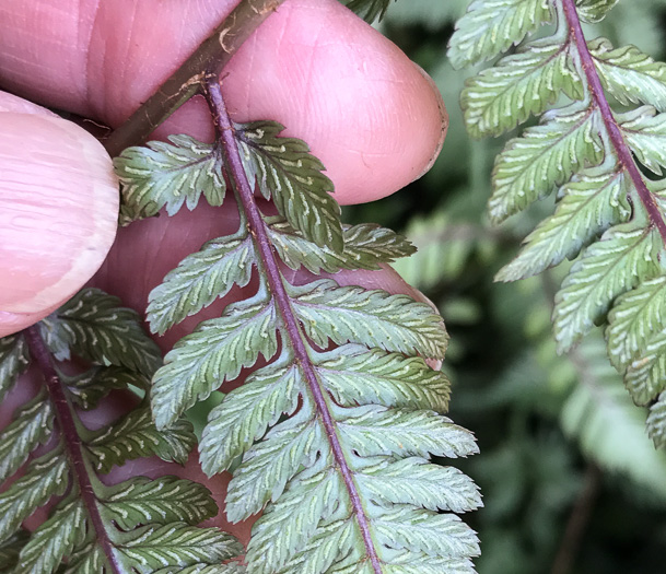 image of Anisocampium niponicum, Japanese Painted Fern